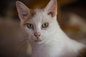 Chat roux et blanc protrait